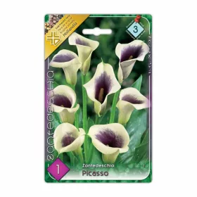 Kála Zantedeschia Picasso virághagyma