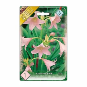 Ernyősliliom Crinum powellii virághagyma