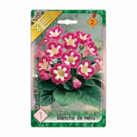 Gloxinia Blanche de Meru virághagyma