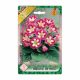 Gloxinia Blanche de Meru virághagyma