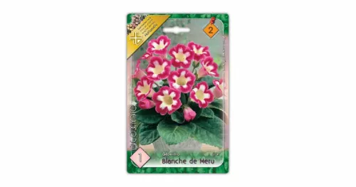 Gloxinia Blanche de Meru virághagyma