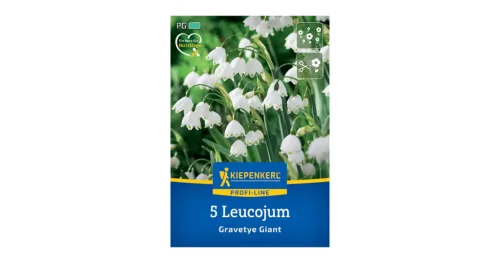 Tőzike Leucojum aestivum virághagyma