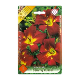 Sásliliom Hemerocallis Sammy Russel virághagyma