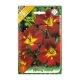 Sásliliom Hemerocallis Sammy Russel virághagyma