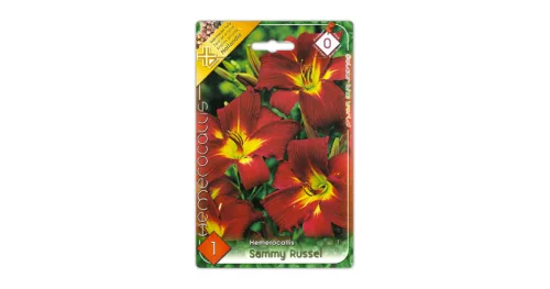 Sásliliom Hemerocallis Sammy Russel virághagyma