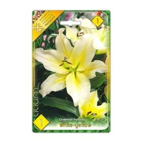 Liliom White-yellow virághagyma