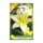 Liliom White-yellow virághagyma