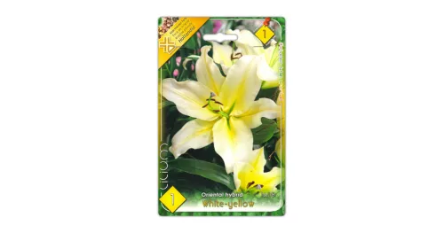 Liliom White-yellow virághagyma
