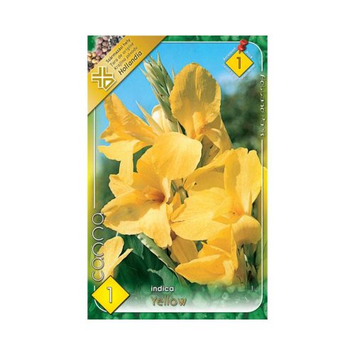 Kána citromsárga/Canna Yellow virághagyma