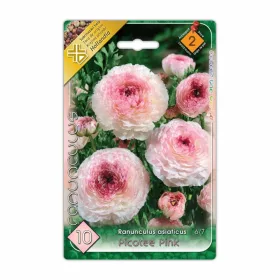   Ázsiai boglárka Ranunculus asiaticus Picotee Pink virághagyma