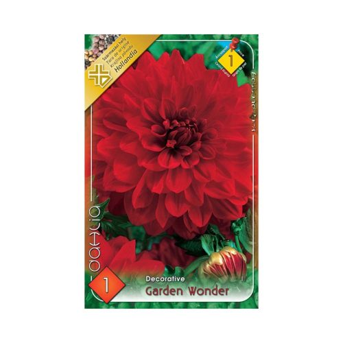 Dália/Dahlia Decorative Garden Wonder/Dekoratív piros dália virághagyma