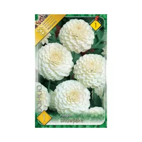 Dália/Dahlia Pompon Snowflake/Pompon dália virághagyma