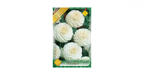 Dália/Dahlia Pompon Snowflake/Pompon dália virághagyma