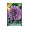 Dália/Dahlia Decorative Lilac Time/Dekoratív dália virághagyma