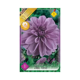   Dália/Dahlia Decorative Lilac Time/Dekoratív dália virághagyma