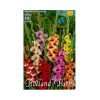 Kardvirág/Gladiolus Butterfly mixed/Vegyes kardvirág virághagyma
