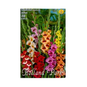   Kardvirág/Gladiolus Butterfly mixed/Vegyes kardvirág virághagyma