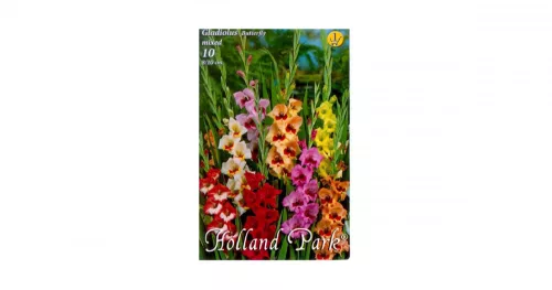 Kardvirág/Gladiolus Butterfly mixed/Vegyes kardvirág virághagyma