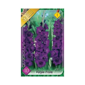   Kardvirág/Gladiolus Purple Flora/Lila kardvirág virághagyma