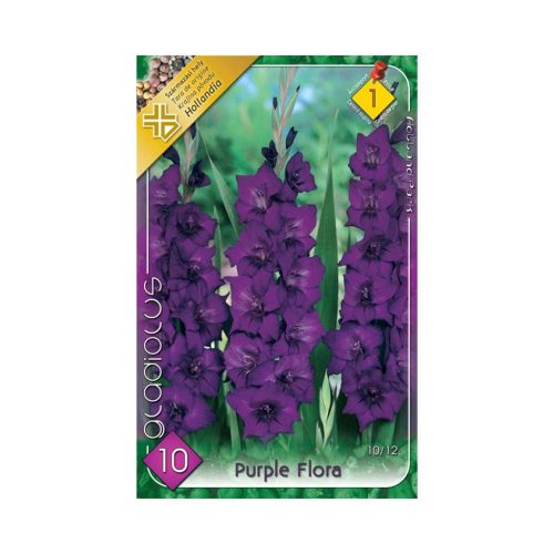 Kardvirág/Gladiolus Purple Flora/Lila kardvirág virághagyma