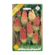 Fáklyaliliom Kniphofia uvaria virághagyma