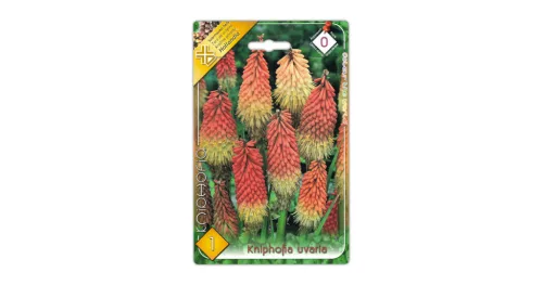 Fáklyaliliom Kniphofia uvaria virághagyma