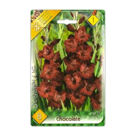 Kardvirág Chocolate virághagyma