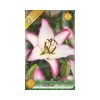 Liliom/Lilium Oriental hybrid Hotline/Liliom virághagyma