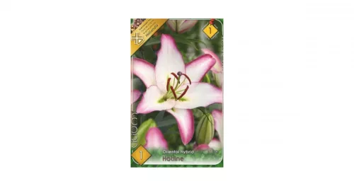 Liliom/Lilium Oriental hybrid Hotline/Liliom virághagyma