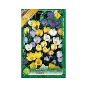   Botanikai krókusz színkeverék 10 db Crocus Chryshantus mix