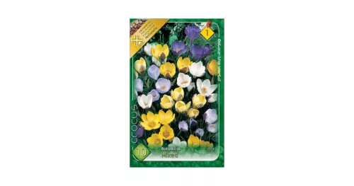 Botanikai krókusz színkeverék 10 db Crocus Chryshantus mix