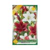 Liliom/Lilium Asiatic Duo Red + White/Piros és fehér liliom virághagyma