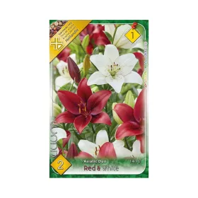   Liliom/Lilium Asiatic Duo Red + White/Piros és fehér liliom virághagyma
