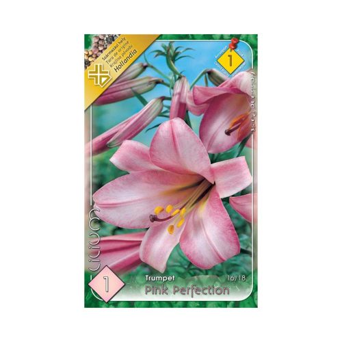 Liliom/Lilium Trumpet Pink Perfection/Trombitavirágú liliom virághagyma