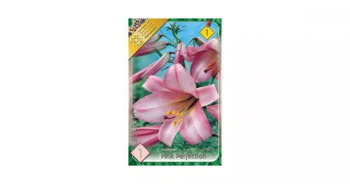 Liliom/Lilium Trumpet Pink Perfection/Trombitavirágú liliom virághagyma