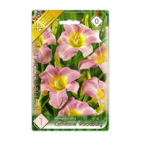 Sásliliom Hemerocallis Catherine Woodbury virághagyma