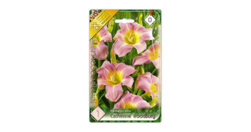Sásliliom Hemerocallis Catherine Woodbury virághagyma