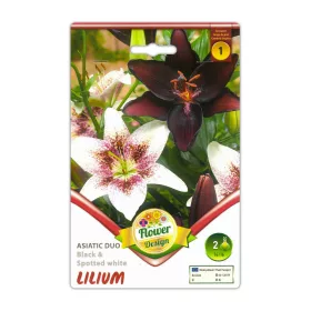 Liliom Duo Black & Spotted virághagyma