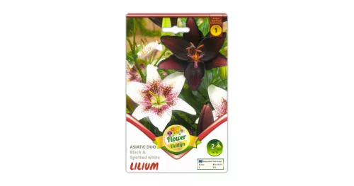 Liliom Duo Black & Spotted virághagyma