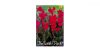 Kána piros/Canna Redleaves virághagyma