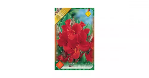 Kána piros/Canna Red virághagyma