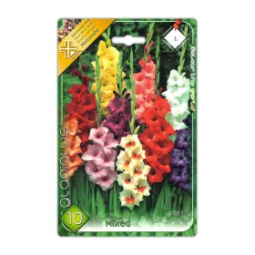   Kardvirág/Gladiolus Mixed Mix/Vegyes kardvirág virághagyma