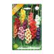 Kardvirág/Gladiolus Mixed Mix/Vegyes kardvirág virághagyma