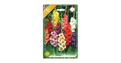 Kardvirág/Gladiolus Mixed Mix/Vegyes kardvirág virághagyma