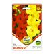 Kardvirág/Gladiolus Duo Red + Yellow/ Piros és sárga kardvirág virághagyma