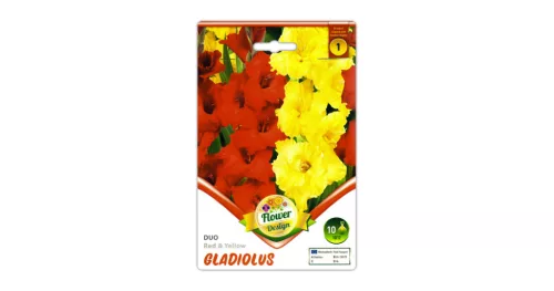 Kardvirág/Gladiolus Duo Red + Yellow/ Piros és sárga kardvirág virághagyma