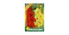 Kardvirág/Gladiolus Duo Red + Yellow/ Piros és sárga kardvirág virághagyma