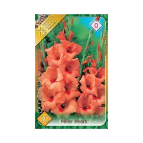   Kardvirág/Gladiolus Peter Pears/Narancssárga kardvirág virághagyma