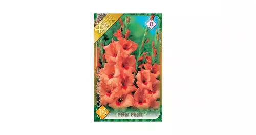 Kardvirág/Gladiolus Peter Pears/Narancssárga kardvirág virághagyma