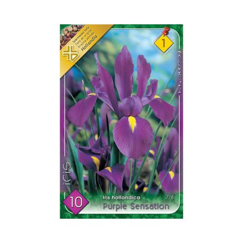 Írisz/Iris hollandica Purple Sensation/Írisz virághagyma